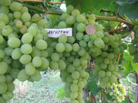 Купить саженцы винограда тольятти 